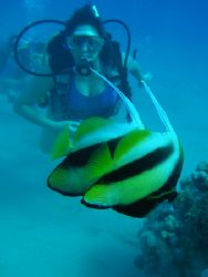 These Red Sea Banner Fish form a beautiful foreground to ... by Farhad Edibam 